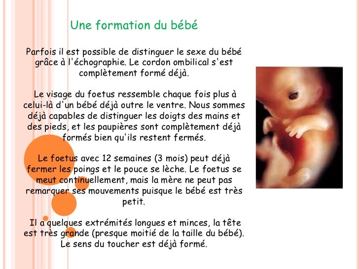 Le Foetus Dans La Grossesse De 3 Mois Martacano Y Sofiabardaji